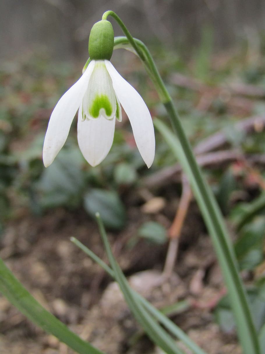snowdrop, winter, spring, white, macro, nature, plant, flower HD wallpaper