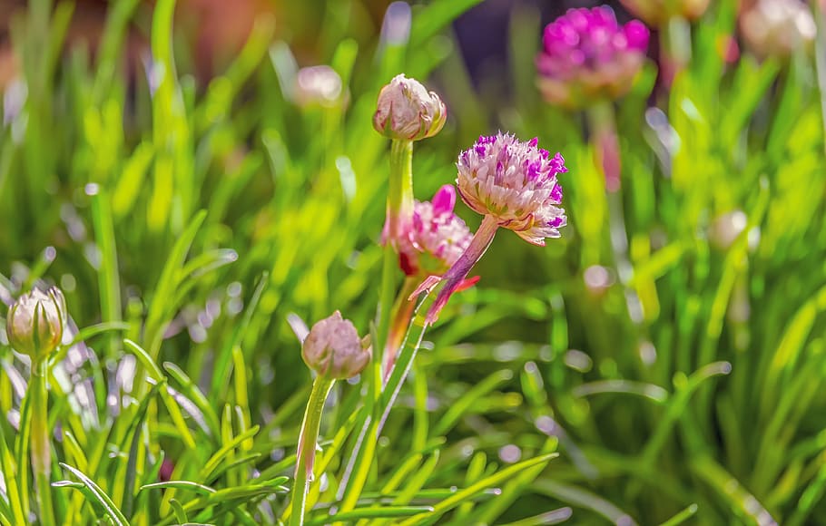 chives, flowers, chive flowers, plant, culinary herbs, garden herbs, HD wallpaper