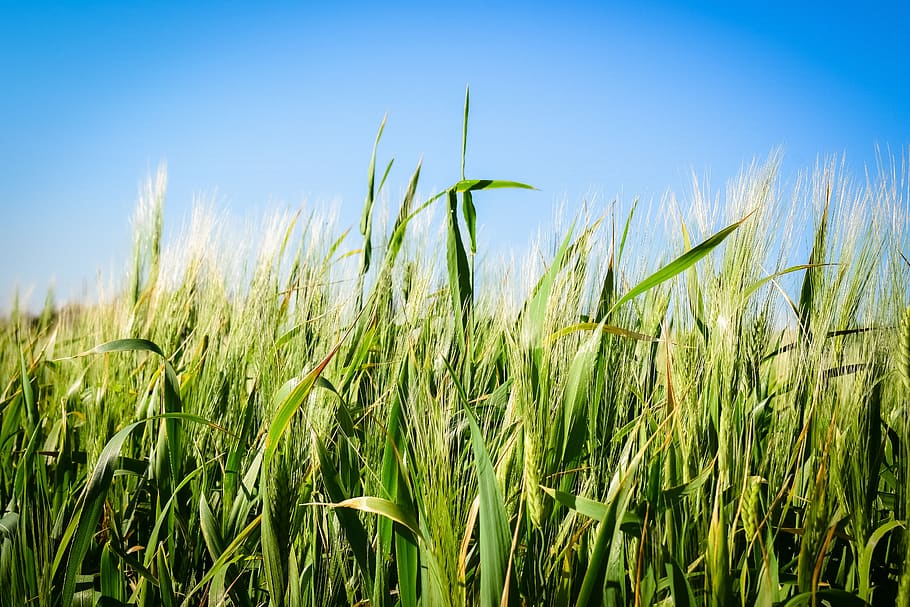 cereal, wheat, field, crop, rural, barley, nature, golden, agriculture HD wallpaper