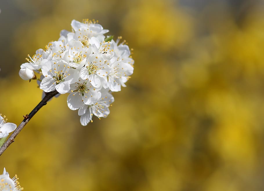 flowers, white, casey, tree, spring, botanical, plants, natural HD wallpaper