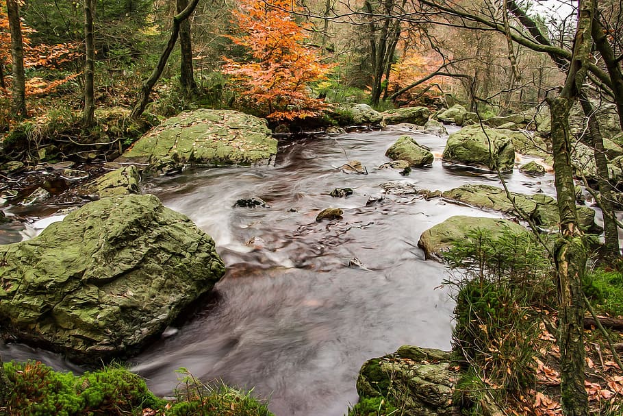 water, flow, nature, stream, river, jungle, wild, forest, rainforest HD wallpaper