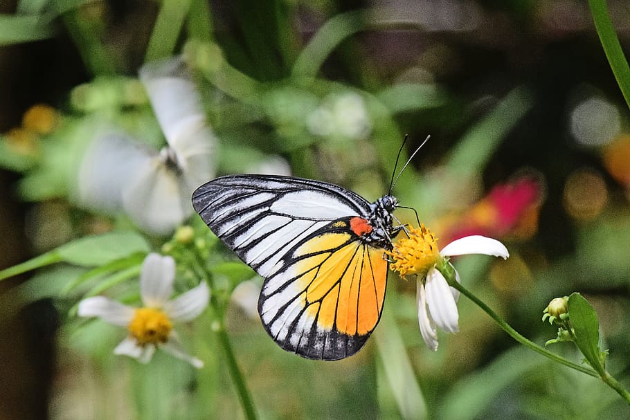 butterfly, insect, flower, animal themes, animal wildlife, invertebrate HD wallpaper
