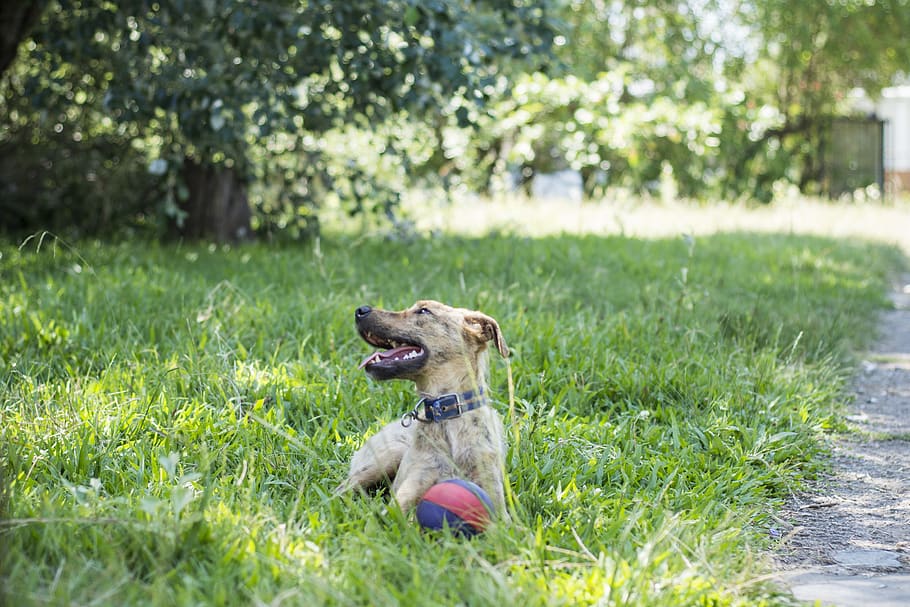 dog, field, animals, pets, mammals, canine, one animal, domestic HD wallpaper