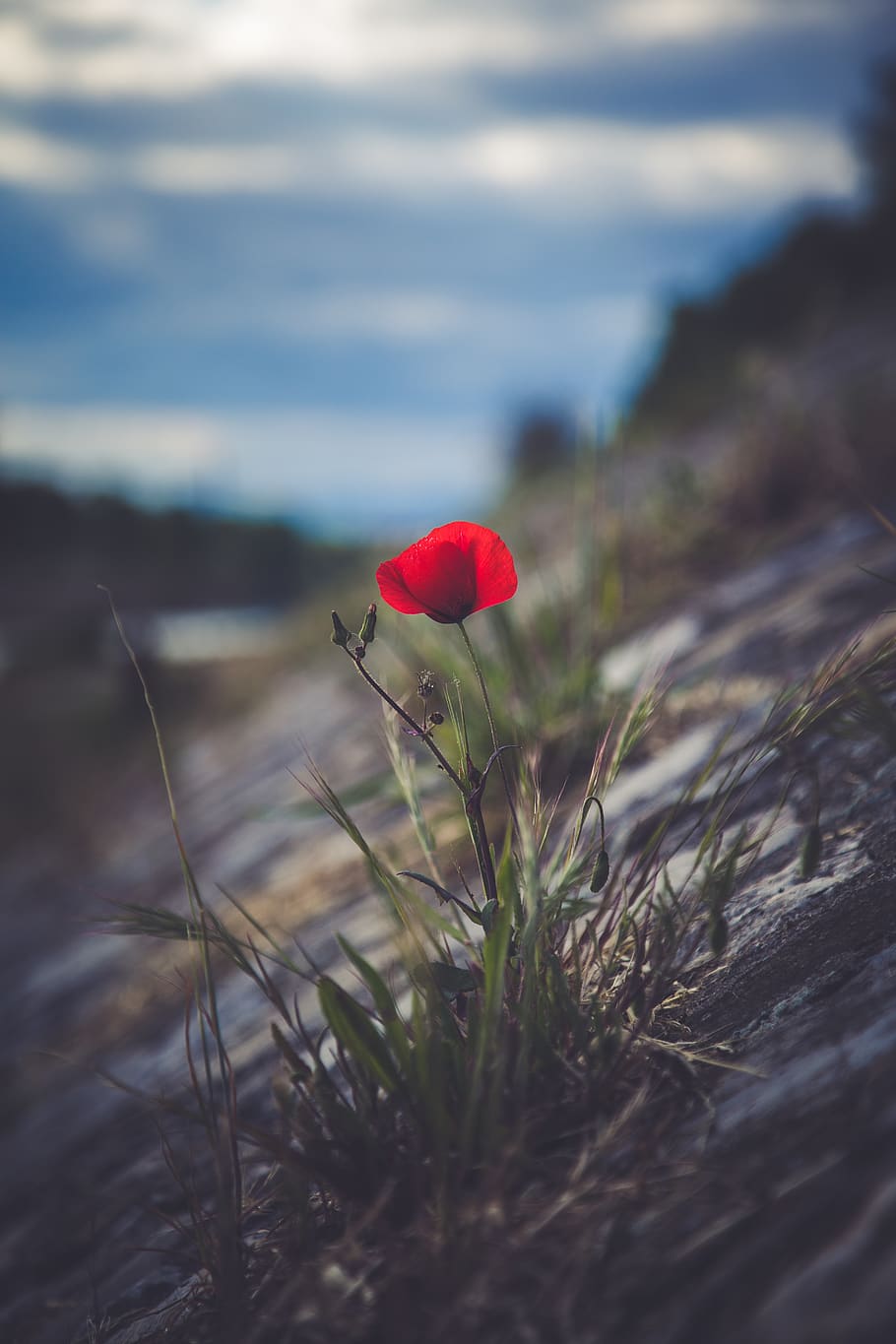 plant, red, beauty in nature, flower, flowering plant, growth HD wallpaper