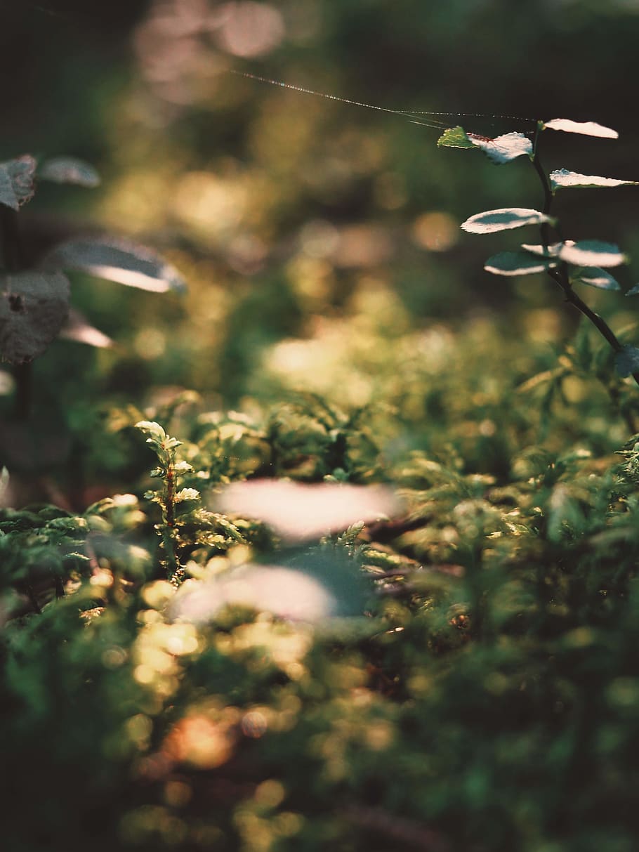 austria, plant, selective focus, growth, no people, nature HD wallpaper