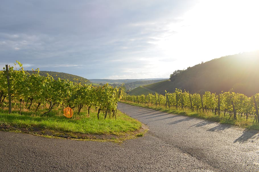 wine, sun, nature, landscape, sunset, sky, mood, dusk, atmospheric HD wallpaper