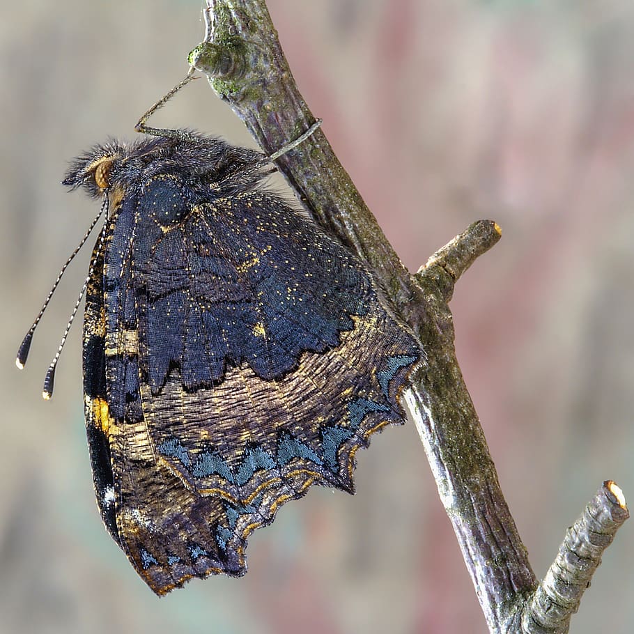 butterfly, small-tortoiseshell, insect, wing, summer, purple HD wallpaper