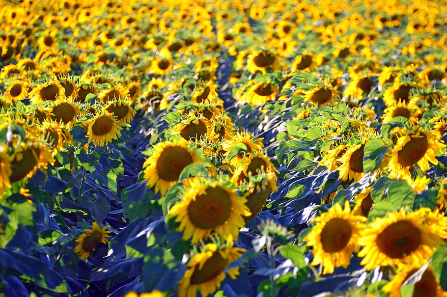 sunflower, sunflower field, yellow, syrian muslims, sunflower seeds, HD wallpaper
