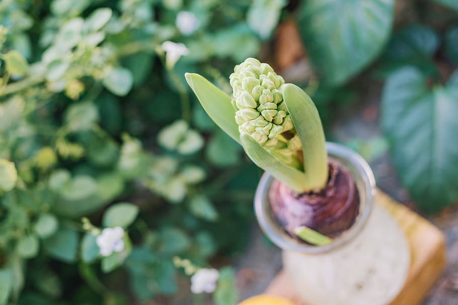 Green-leafed Plants, beautiful, blooming, botanical, flora, flower HD wallpaper