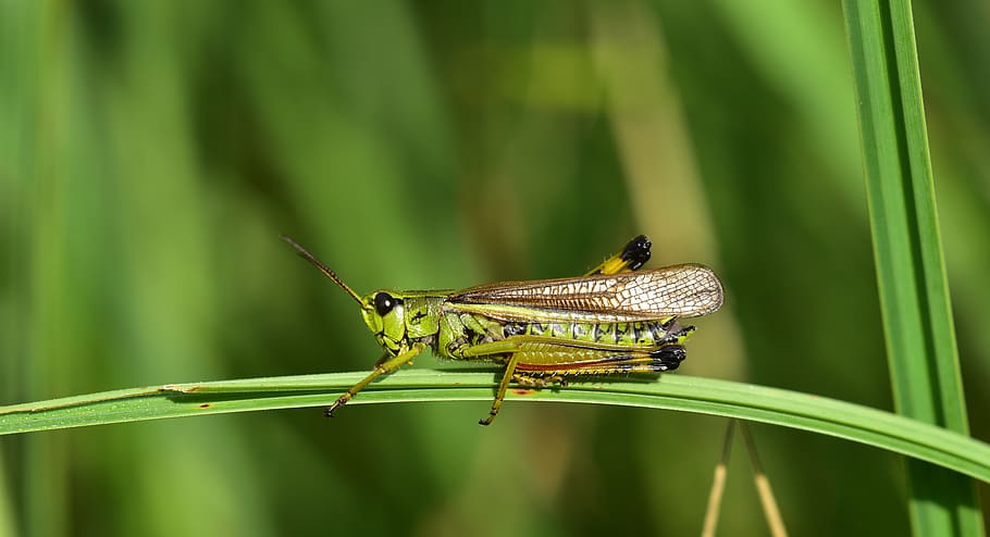 grasshopper, insect, close up, nature, green, viridissima, animal HD wallpaper