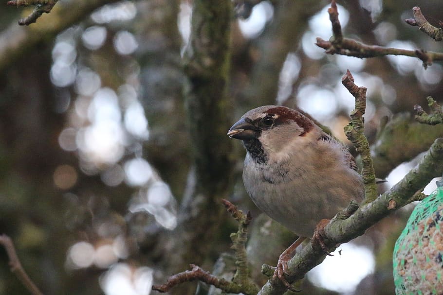 sparrow, bird, nature, plumage, sparrows, beak, animal wildlife HD wallpaper