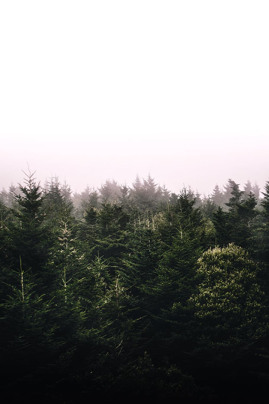 view of trees during foggy weather, season change, fall, almost fall HD wallpaper