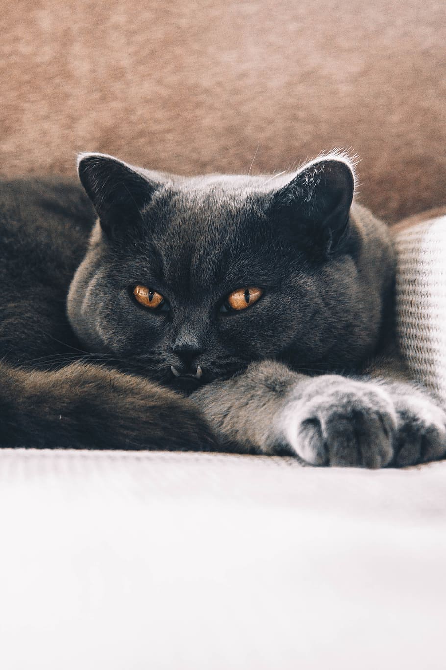 short-coated black cat on white surface, animal, pet, teeth, stare HD wallpaper