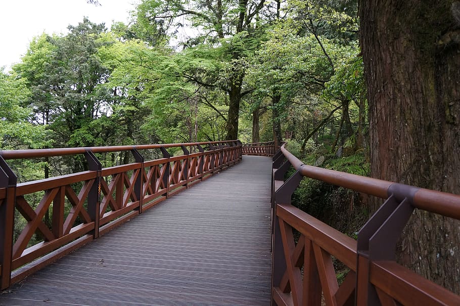 forest, tree, plant, railing, connection, bridge, the way forward HD wallpaper