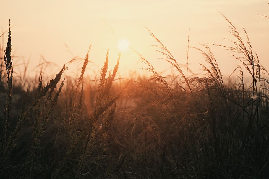 nature, landscape, grass, field, sunset, plant, growth, beauty in nature HD wallpaper