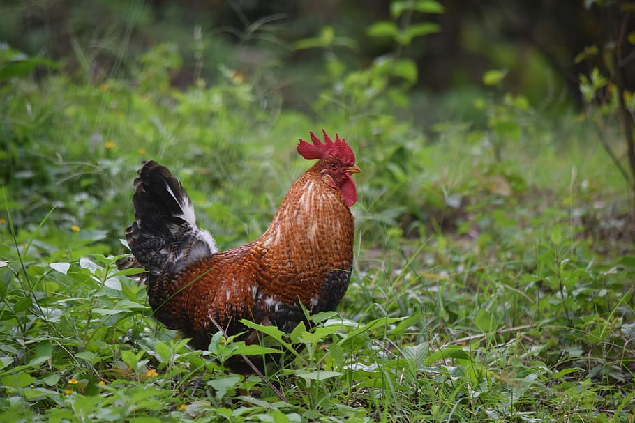 gallo, ave, animals, chicken, farm, pen, crest, agriculture HD wallpaper