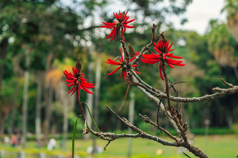 Red Petaled Flowers, bloom, blossom, branch, flora, petals, flowering plant HD wallpaper