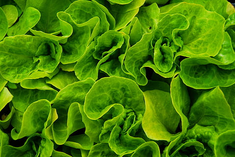 green-leafed plant, food, vegetable, lettuce, plants, vegetables HD wallpaper