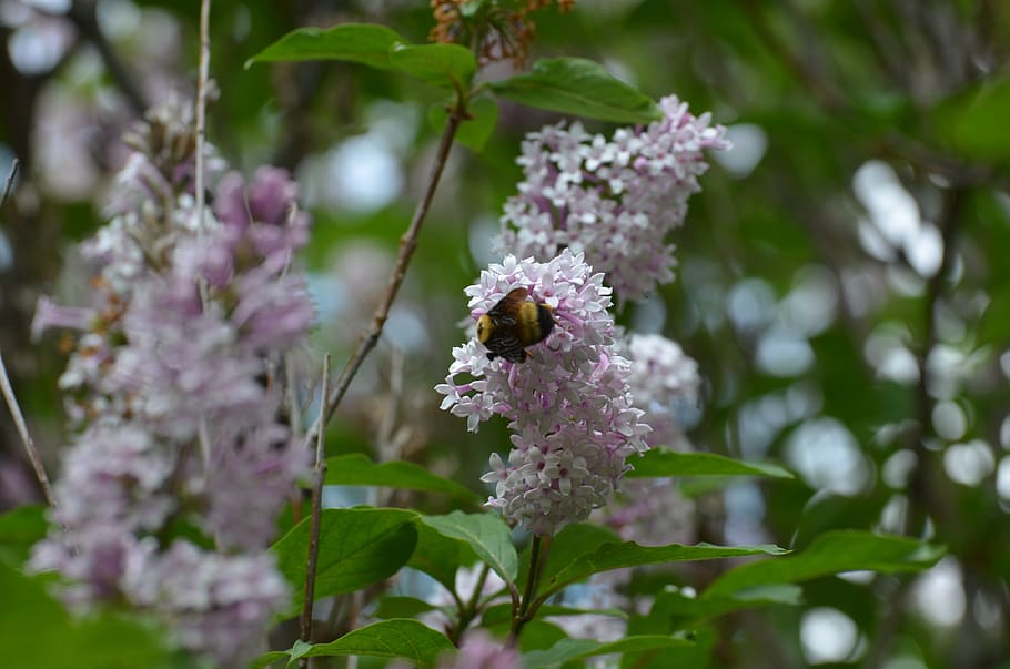 bee, nature, lilac, purple, spring, plant, fragrance, flowering HD wallpaper