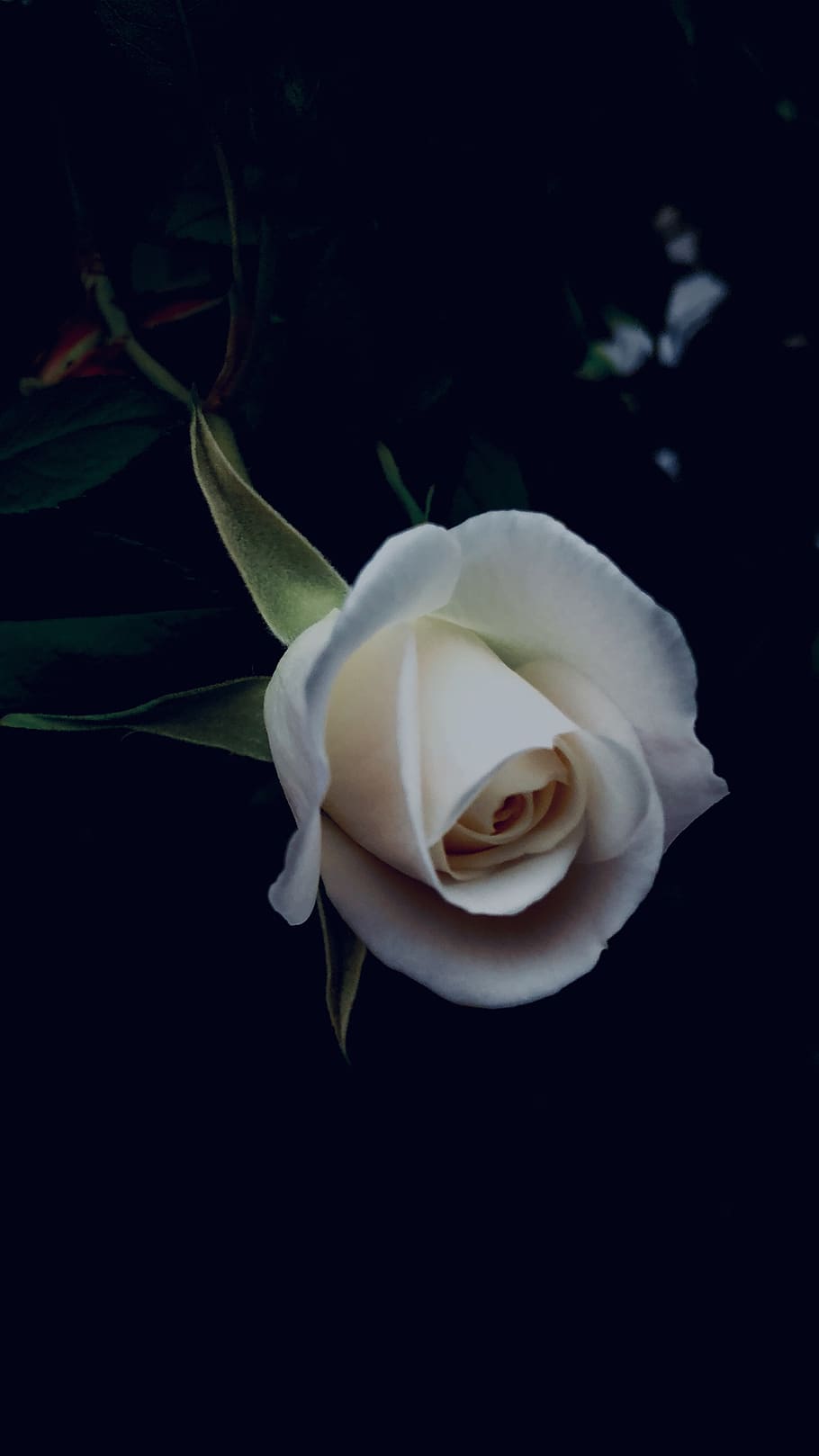 flower, flowering plant, petal, beauty in nature, fragility HD wallpaper