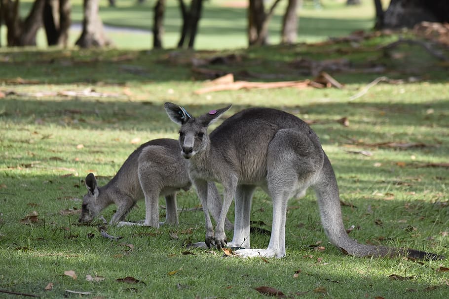 australia, kangaroo, nature, animal themes, mammal, animal wildlife HD wallpaper