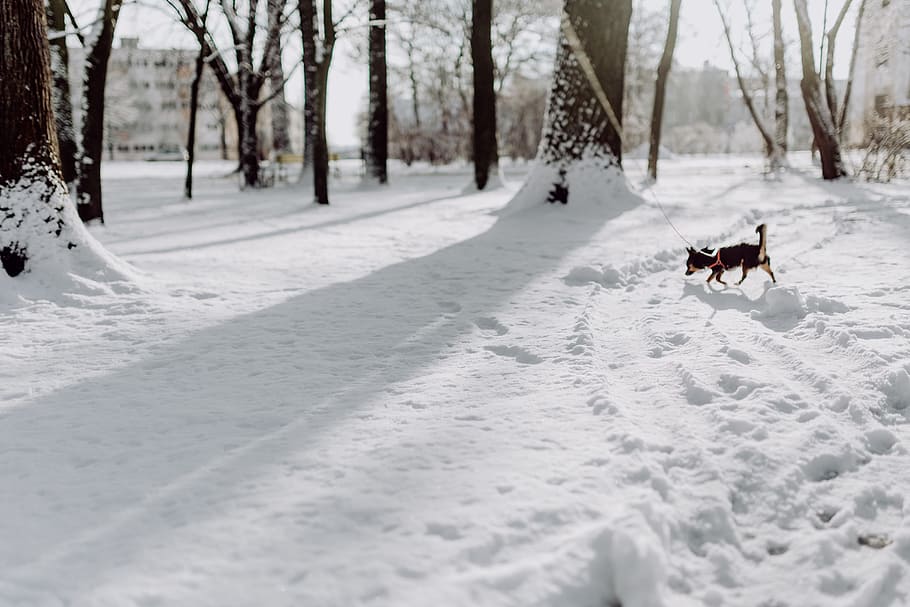 Wintery Park, white, clean, outdoor, trees, cold, snow, snowy HD wallpaper