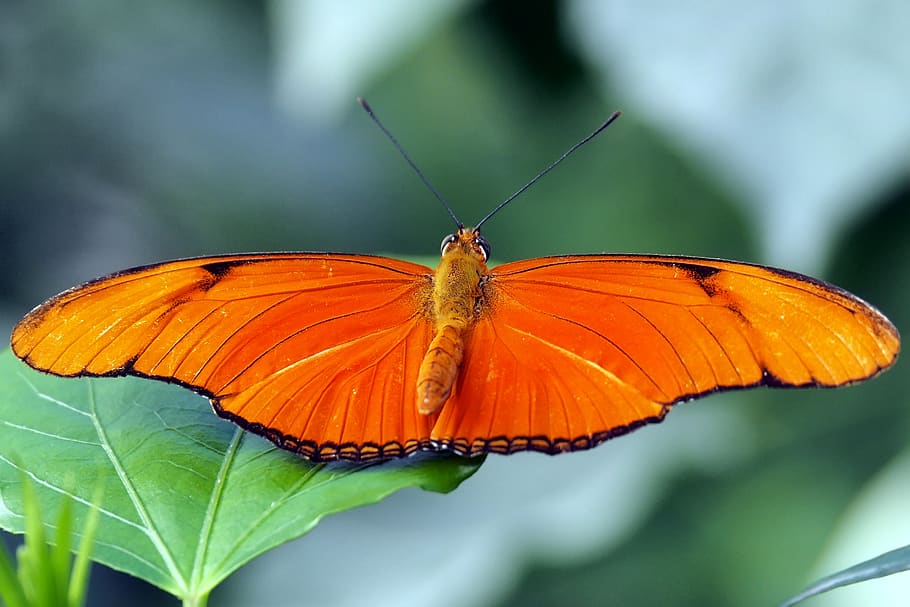 butterfly, insect, invertebrate, animal wildlife, animal themes HD wallpaper