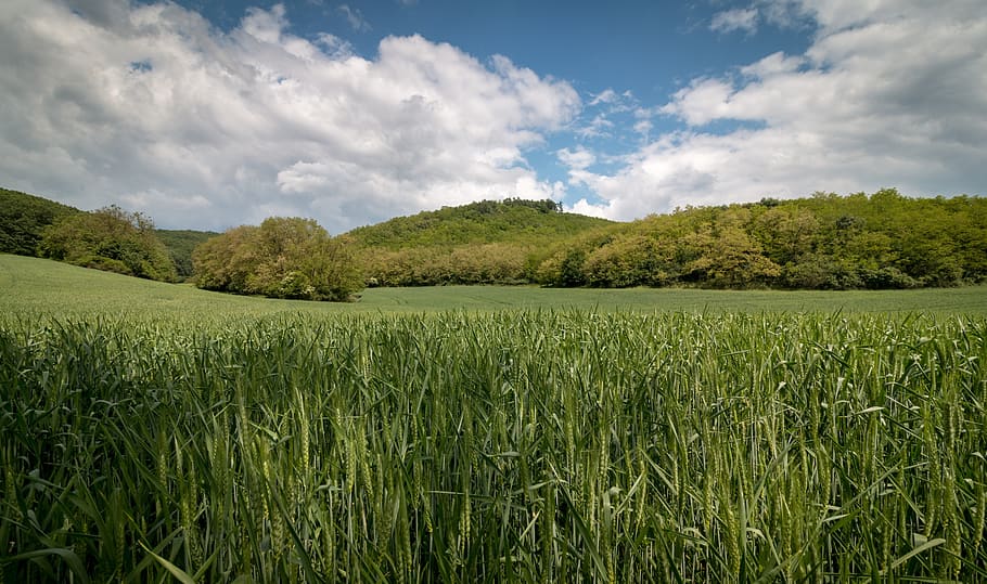 nature, field, fields, agriculture, plants, calm, the sky, green HD wallpaper