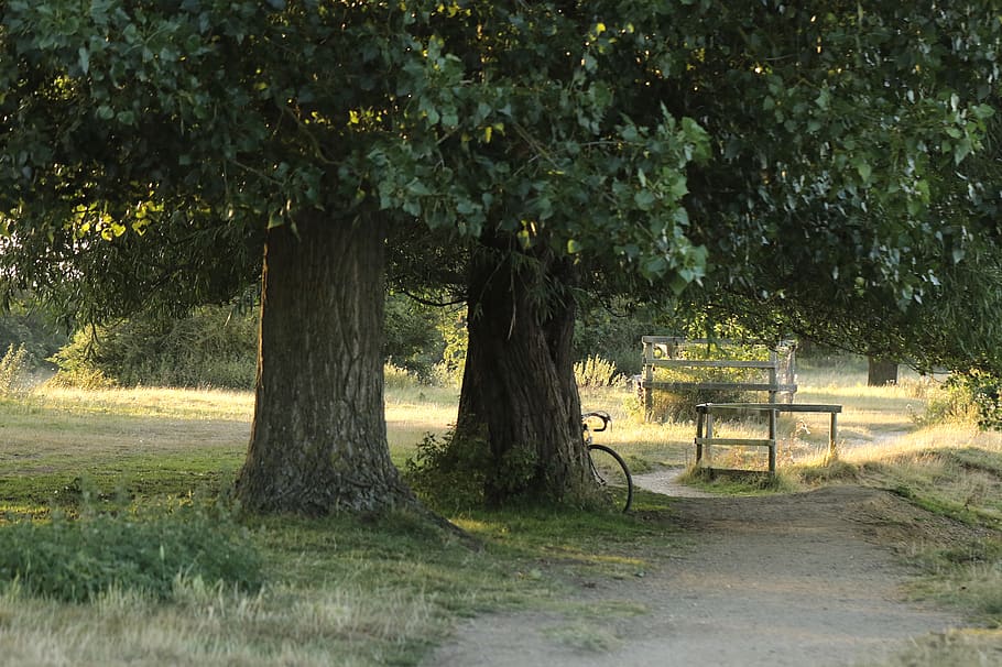 empty pathway and trees during daytime, plant, nature, growth HD wallpaper