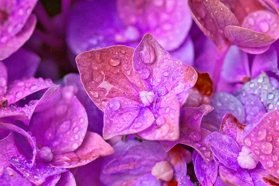 hydrangea, flowers, close up, hydrangea flower, drop of water HD wallpaper