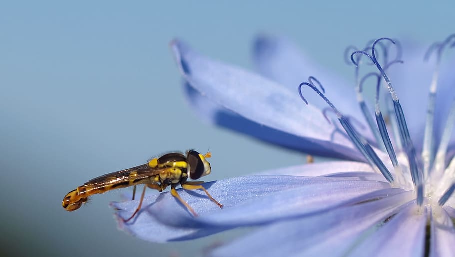 Black and Yellow Dragon Fly on Purple Flower, bloom, blossom HD wallpaper