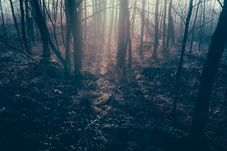 dimmed photography of forest trees, sunlight, shadow, mist, fog HD wallpaper