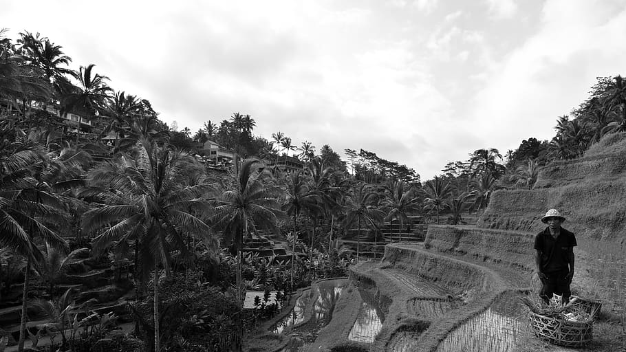 bali, indonesia, thoughts, views, black and white, rice paddies HD wallpaper