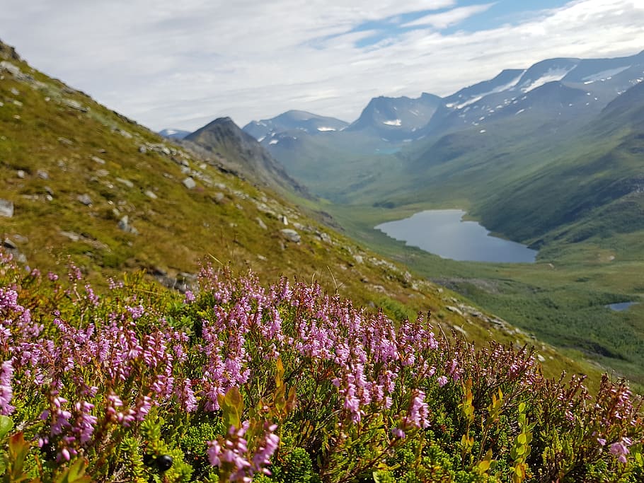 heather, hill, landscape, summer, outdoor, lake, mountain, scenic HD wallpaper