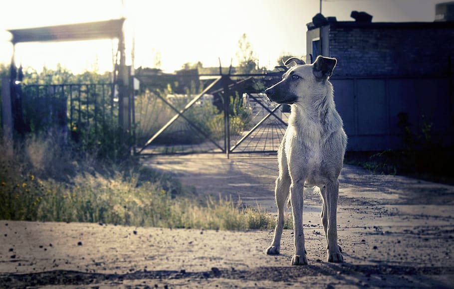 dog, mammal, animal themes, one animal, domestic animals, pets HD wallpaper