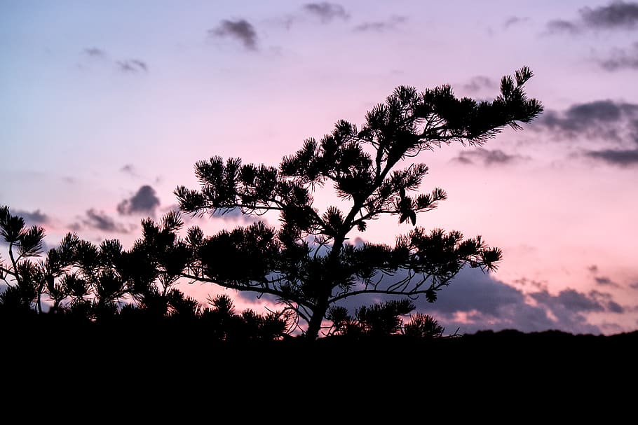 tree, silhouette, forest, pine, sunset, clouds, sky, plant HD wallpaper
