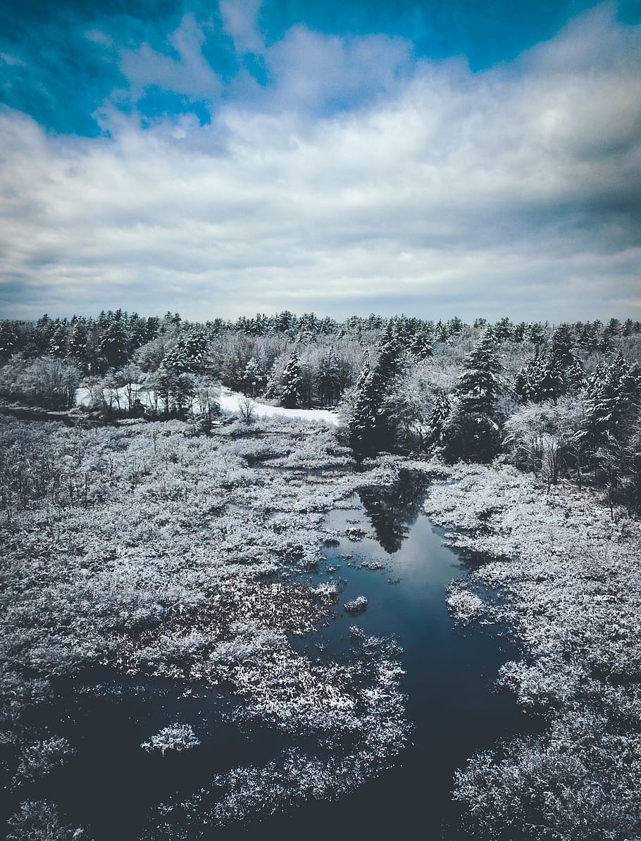 Landscape Photography of Trees Covered in Snow Near Water, cold HD wallpaper