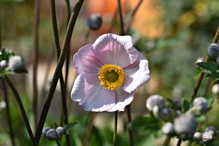 flower, summer, rose, nature, blossom, bloom, spring, plant HD wallpaper