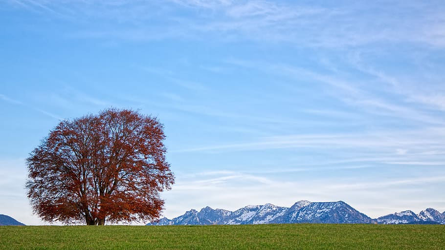 nature, landscape, tree, panorama, sky, alpine, field, autumn HD wallpaper