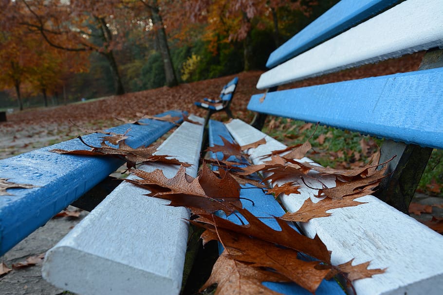 bench, park, seat, leaves, autumn, change, leaf, plant part HD wallpaper