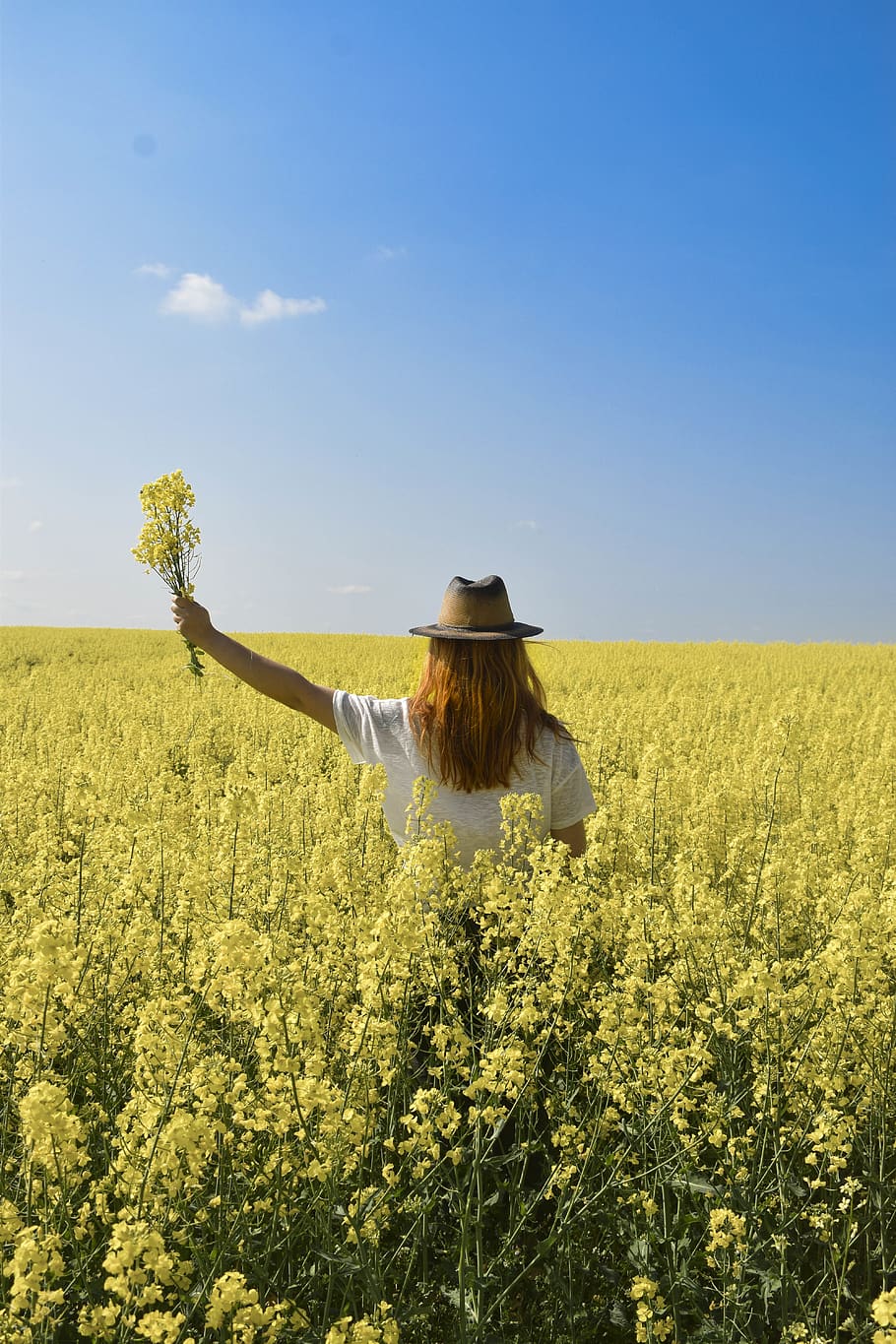 nature, flowers, land, field, plant, growth, sky, rear view HD wallpaper
