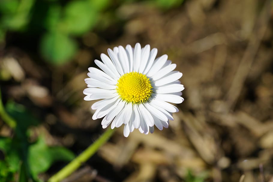 daisy, flower, blossom, bloom, flowering plant, freshness, fragility HD wallpaper