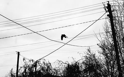 black bird, animal, crow, silhouette, flying, human, person, blackbird HD wallpaper