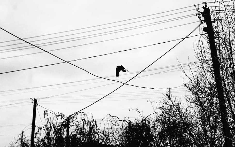 black bird, animal, crow, silhouette, flying, human, person, blackbird HD wallpaper