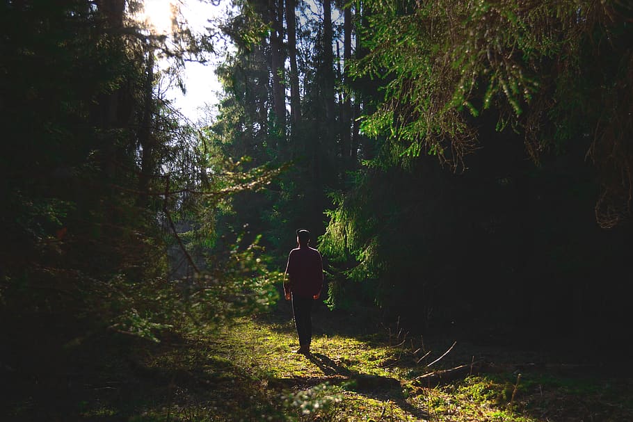 man standing in between trees, plant, forest, real people, land HD wallpaper
