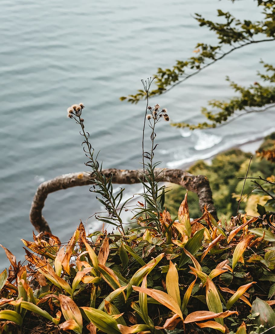 White Baby's-breath Flower at Cliff, bright, cliff coast, daylight HD wallpaper