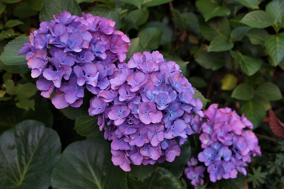 garden, hydrangeas, bloom, purple, nature, flower, flowering plant HD wallpaper