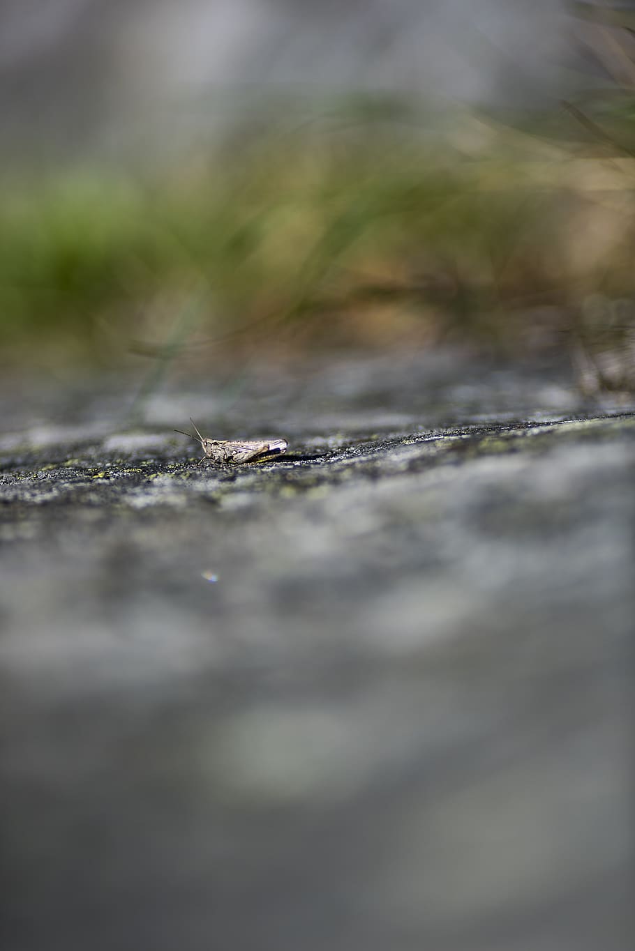 sweden, stockholm, selective focus, no people, day, close-up HD wallpaper