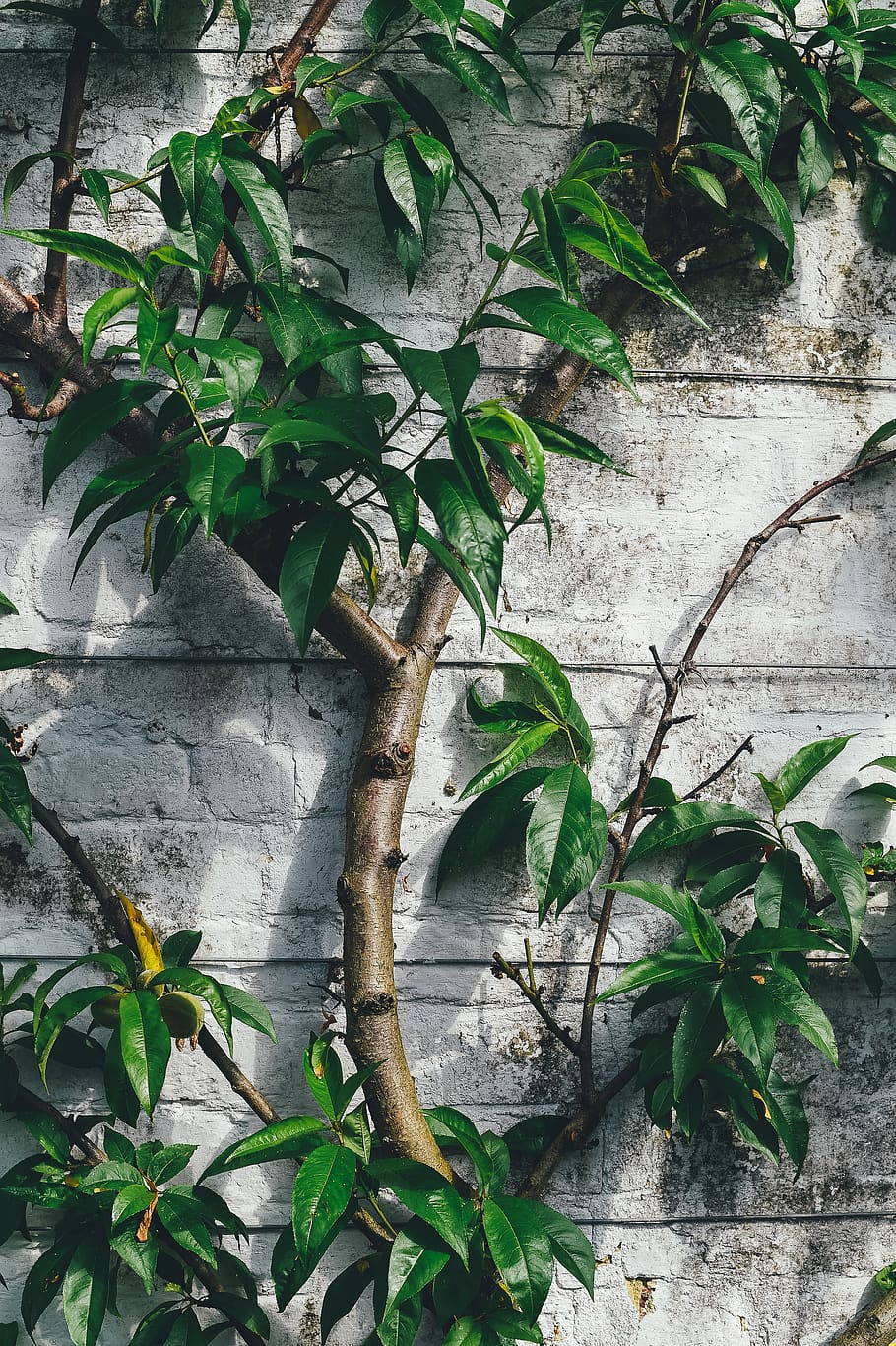green leafed plant, plant part, growth, green color, nature, no people HD wallpaper