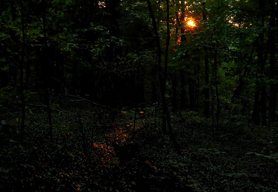sunset, gold, woods, forest, trees, glow, plant, land, growth HD wallpaper